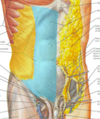 yellow=muscle


blue=aponeurosis


 


-the lower edge of aponeurosis of EO forms the inguinal ligament