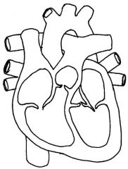 label the structure of the heart