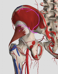 What is the highlighted artery?