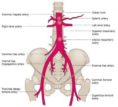 Origin: Follows the Descending Aorta

Branches: Celiac Art, SMA, Renal Arteries, IMA

Termination: Bifurcates into Rt and Lt Illiac Arteries 