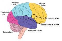 Neuro anatomy