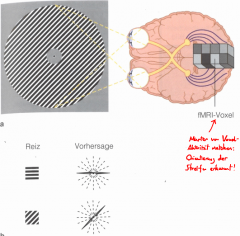 Strukturdecodierer:
Korrekte Maschinelle vorhersage aufgrund Muster von fMRI-Voxeln