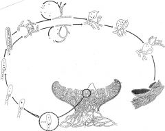 Figuren visar livscykeln för en organism. Vilket rike tillhör organismen?