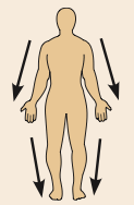 Farther from the origin of a body part or the point of attachment of a limb to the body trunk