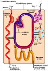 What does the gastrointestinal system in terms of organ system interrelationships?