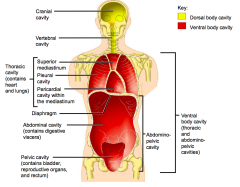 Diaphragm
Abdominal cavity (contains digestive viscera)
Pelvic cavity (contains bladder, reproductive organs and rectum)