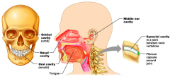 Orbital cavity (orbit)
Nasal cavity
Oral cavity (mouth)
Tongue