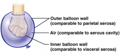 Visceral serosa - inner balloon wall