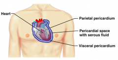 Heart
Parietal pericardium