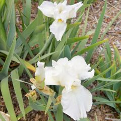 Siberian Iris -
The flowers are constructed with three upright "standard" petals and three drooping "fall" petals, which are often different colors.