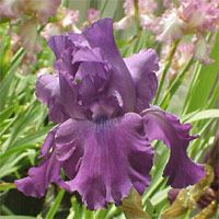 Bearded Iris
Swordlike leaves and showy flowers All have the classic, impossibly intricate flowers. The flowers are constructed with three upright "standard" petals and three drooping "fall" petals, which are often different colors. Look like beards.