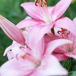 Lily

Light: Sun,Part Sun
Zones: 4-8
Plant Type:Bulb
Plant Height:2-6 feet tall
Plant Width:To 6 inches wide
Landscape Uses:Containers,Beds & Borders
Special Features:Flowers,Attractive Foliage,Fragrant,Cut Flowers,Attracts Hummingbirds.