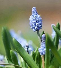 Grape Hyacinth

Bears small spikes packed with tiny blue bell-shape flowers, sometimes tinged purple, that rise from narrow foliage in mid-spring. It grows 6 inches tall. Zones 4-9