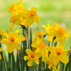 Daffodil, Jonquil
Although the terms jonquil and daffodil are often used interchangeably, jonquils are technically only one type of daffodil. Jonquils have one to five flowers per stem and are usually quite fragrant. The petals may be spreading or reflex