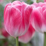 Tulipa spp.