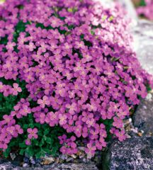 Purple Rockcress

Purple rock cress usually has purple or blue flowers, but rock wall cress is more likely to bloom in white or pink. Both make attractive low mounds that look great at the edge of retaining wall where they get full sun and excellent dra