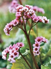 Heartleaf Bergenia, Pigsqueak

The glossy green leaves of bergenia look outstanding all year long. In fall they take on a magnificent reddish-bronze hue. The thick, leathery foliage squeaks when rubbed between your fingers, giving this plant the other c
