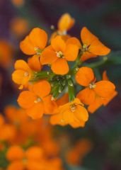 Common Wallflower, English Wallflower
Wallflowers are short-lived perennials often grown as annuals. The frost-tolerant plants add a bright dose of color to early-spring gardens. Many are delightfully fragrant. They also tolerate poor soil well. They're 