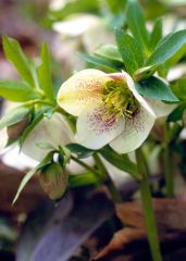 Hellebore, Lenten Rose
 Their exquisite bowl- or saucer-shape flowers in white (often speckled), pinks, yellows, or maroon remain on the plant for several months, even after the petals have fallen. Deer-resistant and mostly evergreen, hellebores' divided
