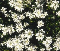 Candytuft, Evergreen Candytuft
Sparkling white candytuft, with its cool evergreen foliage, brightens any rock garden or wall for several weeks in spring. At bloom time, plants are covered with umbels of pure white flowers that fade to pink. Compact selec