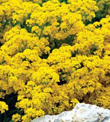 Basket-of-Gold
But where it does well, it's a showstopper. It will reseed prolifically in little cracks, filling an area each spring with dazzling neon yellows. After it finishes blooming, the grayish-green foliage makes an attractive mat in the perennia