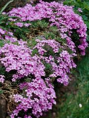Moss Pink, Creeping Phlox
is a low mounding plant smothered with bright flowers in spring. Its slender 1/2-inch leaves are evergreen, stiff and prickly. It seldom tops 6 inches tall.