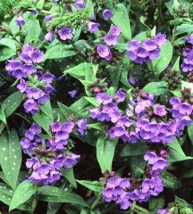 Lungwort, Bethlehem Sage
The rough basal leaves, spotted or plain, always please and continue to be handsome through the season and into winter. Planted close as a weed-discouraging groundcover, or in borders as edgings or bright accent plants, lungworts