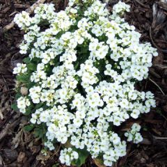 Wall Rockcress
Forming a pretty mat of flowers in pure white, wall rockcress looks spectacular in early spring. The flowers are so thick they nearly obscure its attractive grayish-green foliage.

An excellent groundcover for tight spots and well-draine