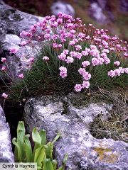 Sea Thrift, Sea Pink, Thrift
When planted in large groups, it forms a mat of attractive grassy foliage and colorful marble-size balls of flowers.

Also called sea pink, this tough plant tolerates wind, sea spray, and is drought-tolerant. They do need w