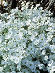 Snow In Summer
Snow-in-summer is a double whammy plant -- it covers itself with striking white flowers but it also has striking silvery foliage. It looks completely at home in the hot, dry, sunny locations it loves -- next to sidewalks, between pavers, i
