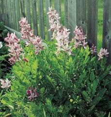 Gas Plant, Dittany
Gas plant bears wands of cupped pink or white flowers on shining dark green foliage in mid- to late spring. When in bloom, it's one of the showiest plants in the garden. It's also a charming cut flower.

The flowers give off a flamma
