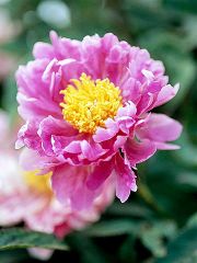 Peony
Their sumptuous flowers -- single, semidouble, anemone centered or Japanese, and fully double -- in glorious shades of pinks and reds as well as white and yellow announce that spring has truly arrived. The handsome fingered foliage is usually dark 
