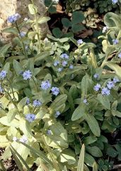 Forget-Me-Not

Charming, diminutive forget-me-nots are delicate plants with beautiful little blue flowers. While they do come in pinks and whites, it's the blues that people find most delightful.