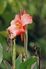 Canna Lily
Cannas are large tropical plants that produce gladiolus-like flower spikes in summer atop erect stems sheathed in large paddle-shaped leaves. Plants sold in commerce are mostly hybrids ranging from 1.5' tall dwarfs to 8' tall giants. Flower co