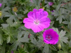 Bloody Cransbill
hardy geranium cultivar that is noted for its compact growth habit and reddish-purple flowers. It typically forms a spreading mound of foliage typically growing 4-9” tall and spreading 12-24” wide. It features 5-petaled, reddish-purple f