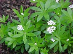 Sweet Woodruff
Sweet woodruff is a mat-forming perennial that is most often grown as a ground cover in shady areas. Plants typically grow 8-12" tall and feature fragrant, lance-shaped, dark green leaves in whorls of 6-8 along square stems. Small, fragran