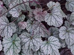 Coral Bells, Alum Root

Silver Scrolls’ is a hybrid coral bells cultivar. It is a clump-forming perennial that features large, metallic silvery-purple leaves with dark purple veining and conspicuous but non-showy whitish flowers. The rounded, lobed, lon