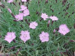Pinks, Carnations
This mat-forming dianthus produces numerous, fringed and fragrant, star-like, soft pink, 1" diameter flowers singly atop wiry stems (to 10" tall) arising from mounds of grassy, blue-green, linear foliage. Blooms in late spring with some