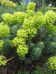 Mediterranean Spurge
Euphorbia characias subsp. wulfenii is an upright euphorbia that is native to Southern Europe, the Balkans and Turkey. It typically grows on erect, woody-based, green stems to 2-3' tall and to 2' wide. Narrow, linear to obovate, blue