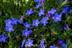 Grace Ward Lithodora
This blue mat-like perennial looks gorgeous around rocks and landscape boulders. Use at the top of retaining walls or to soften unsightly curbs. Like a groundcover, it spreads over a very large area. Great on slopes, berms and banks 