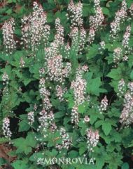 Foam Flower
Charming clumps of bright oak-like foliage beneath appealing spikes of white flowers. Spreads by runners. Excellent groundcover for woodland gardens. Greatest effect when planted in groups. Leaves turn an attractive red in fall. Herbaceous pe
