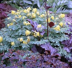 Corydalis
It's hard to find bright color for shade, so it's a puzzle that brightly colored corydalis isn't more widely planted. It's is an outstanding shade plant. Blooms are small, but they appear in clusters. Leaves look similar to those of fringe-leaf