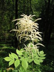 Goat's Beard, Bride's-feathers
 It has alternate, pinnately compound leaves, on thin, stiff stems, with plumes of feathery white or cream flowers borne in summer.