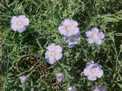 Perennial Blue Flax
Perennial flax is a short-lived, tufted perennial which typically grows 1-2' tall. Features 5-petaled, sky blue flowers which open for only one day. A profuse bloomer for a period of up to 8 weeks in late spring. Flowers open early on