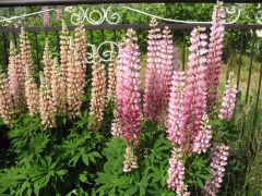 Lupine
Plants typically grow to 3-4’ tall and feature huge erect spikes (racemes to 1-2’ tall) of densely-packed pea-like flowers that bloom from late spring to early/mid summer on stiff stems rising from clumps of palmate compound green leaves (each wit