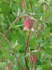 Columbine
Features drooping, bell-like, 1-2", red and yellow flowers (red sepals, yellow-limbed petals, 5 distinctive red spurs and a mass of bushy yellow stamens). Delicate, biternate foliage is somewhat suggestive of meadow rue (Thalictrum) and remains