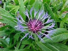 Perennial Cornflower, Mountain Bluet, Bachelor's Buttons
Centaurea montana is an erect, stoloniferous, clump-forming perennial which features solitary, fringed, rich blue cornflowers (2" diameter) with reddish blue centers and black-edged involucre bract