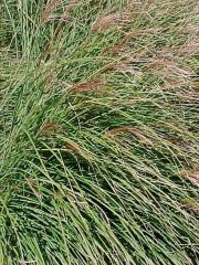 Japanese Silvergrass
Maiden grass is noted for its narrow green leaves with a silver midrib which form a substantial, rounded, arching clump of foliage typically growing 4-6' tall (to 8' when in flower). Foliage turns yellowish after frost, but quickly f