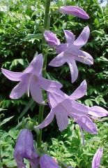 Ladybells, False Campanula
Ladybells is a close relative of the campanulas. It is an erect perennial which typically grows 1.5 to 2' tall and features leafy, branching stems which are topped in late spring with terminal racemes of drooping, flaring, bell