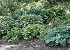 Hosta
Most species of Hosta are grown for their large, striking foliage rather than their flowers, but Hosta plantaginea has large, white very fragrant flowers in late summer. Blue leaved forms require shade, while green leaved types can take more sun.